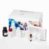 Complement factor B, Human, ELISA kit – 2 x 96 det. - HK367-02
