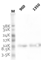 Beta-defensin 2, Human, Peptide - HC2140-50UG