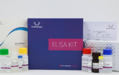 Mouse IL6(Interleukin 6) ELISA Kit - ELK1157